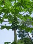 Papaya-Baum