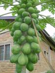 Papaya