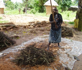 Frau beim Mais ausklopfen