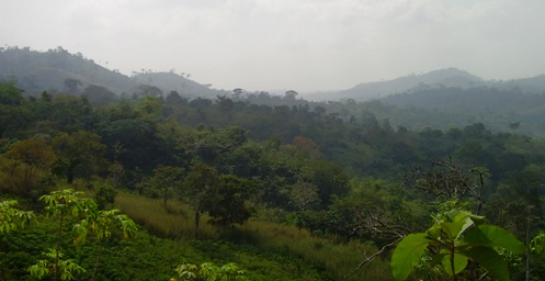Regenwald bei Kpalime (Togo)